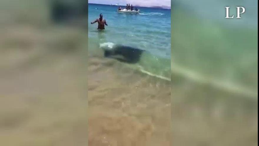 Una manta gigante sorprende a los bañistas en Papagayo