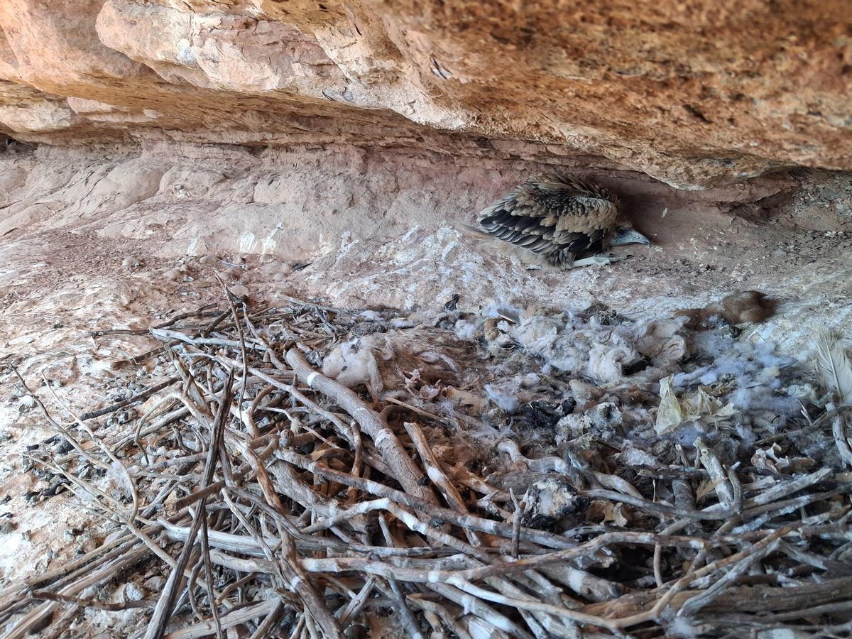 Poll d'aufrany del parc natural de Sant Llorenç del Munt al seu niu