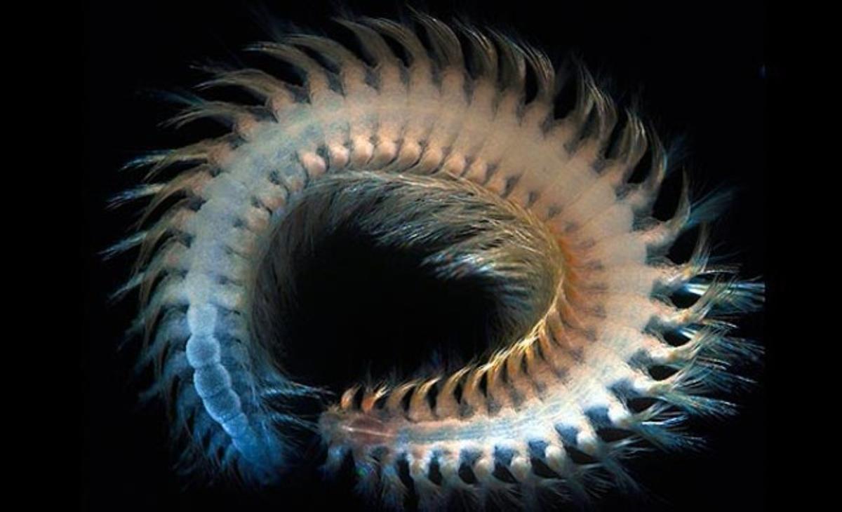 Un ejemplar de gusano encontrado en un fósil de ballena en la bahía de Sagami (Japón), a una profundidad de 925 metros. El censo de vida marina estima que hay al menos un millón de especies en los océanos, tres cuartas partes de las cuales están sin descubrir.