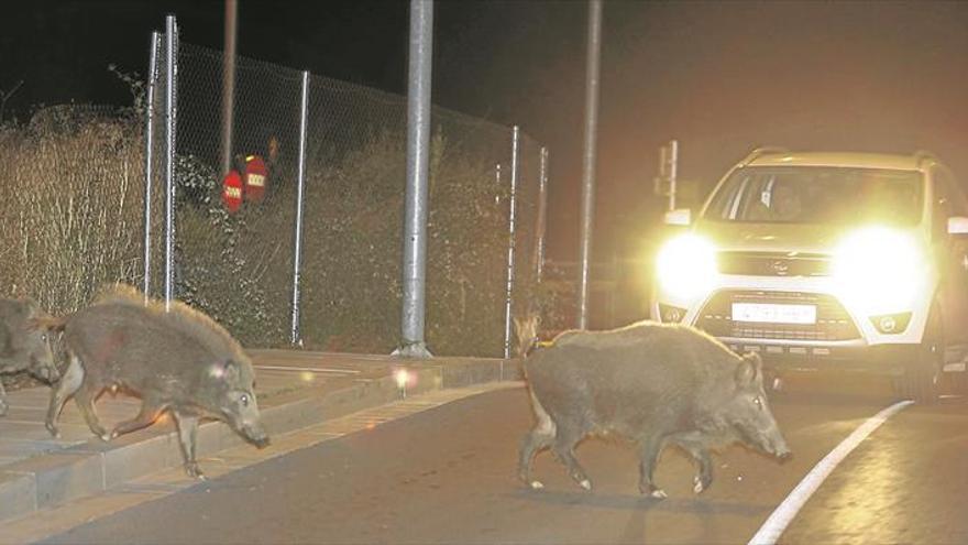 Los cazadores matan 57 jabalíes en las seis batidas realizadas en el Desert