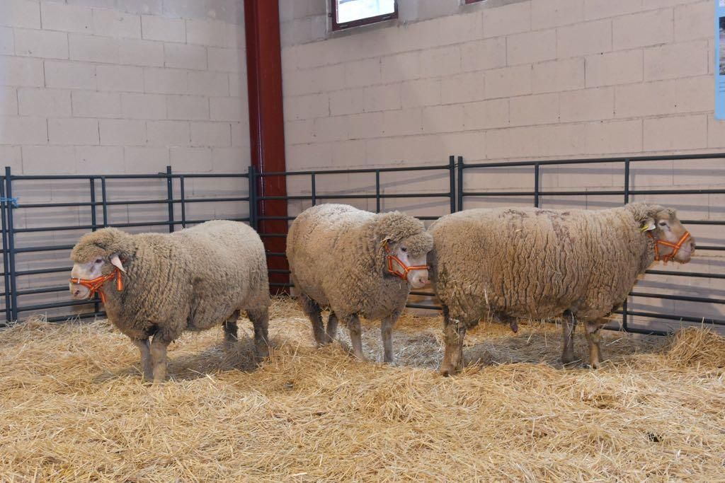 Arranca la Feria Agroganadera de Los Pedroches