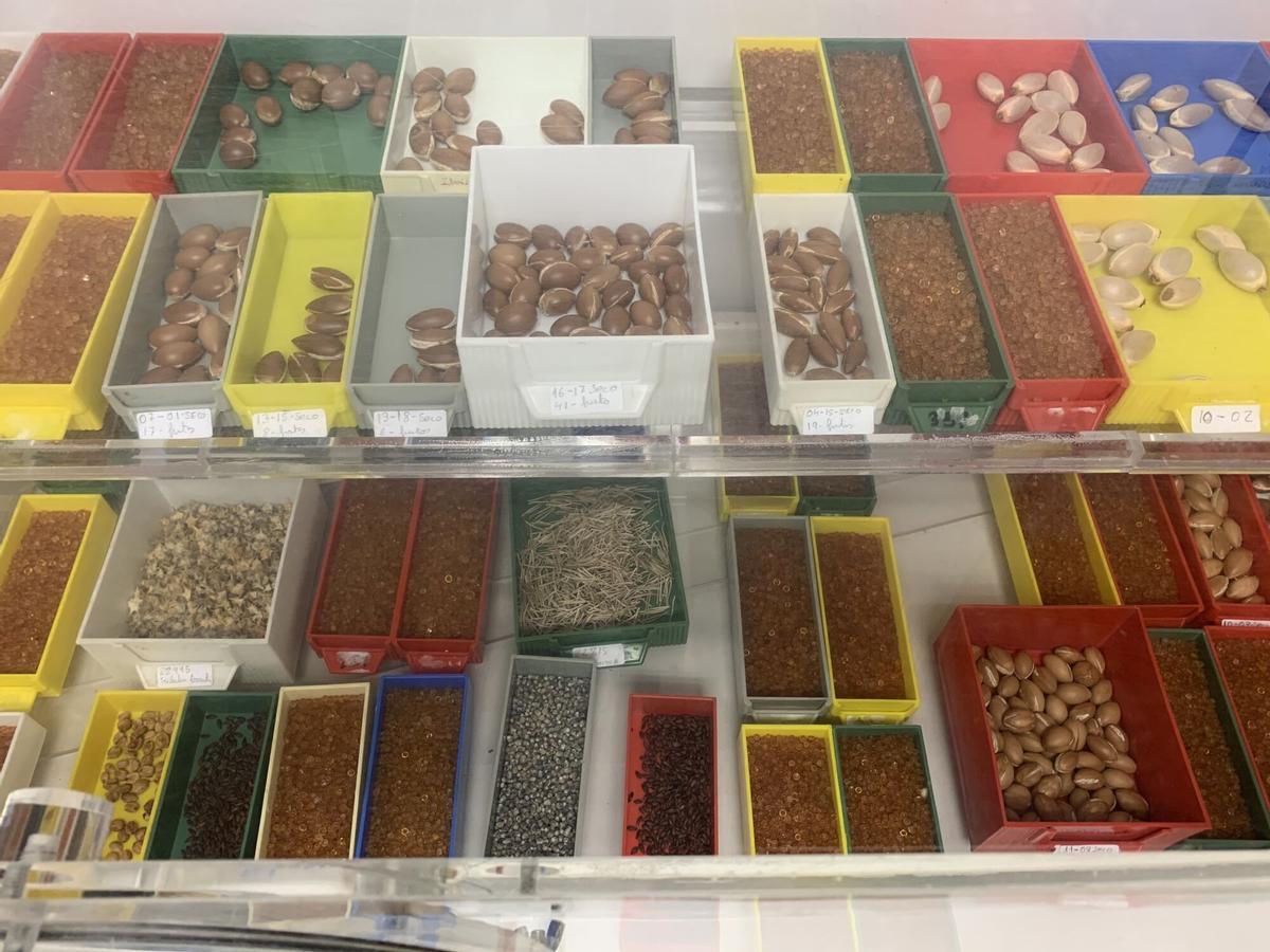 El Banco de Germoplasma Vegetal Andaluz: El Arca de Noé que custodia en Córdoba el futuro de la flora silvestre El Banco de Germoplasma Vegetal Andaluz: El Arca de Noé que custodia en Córdoba el futuro de la flora silvestre
