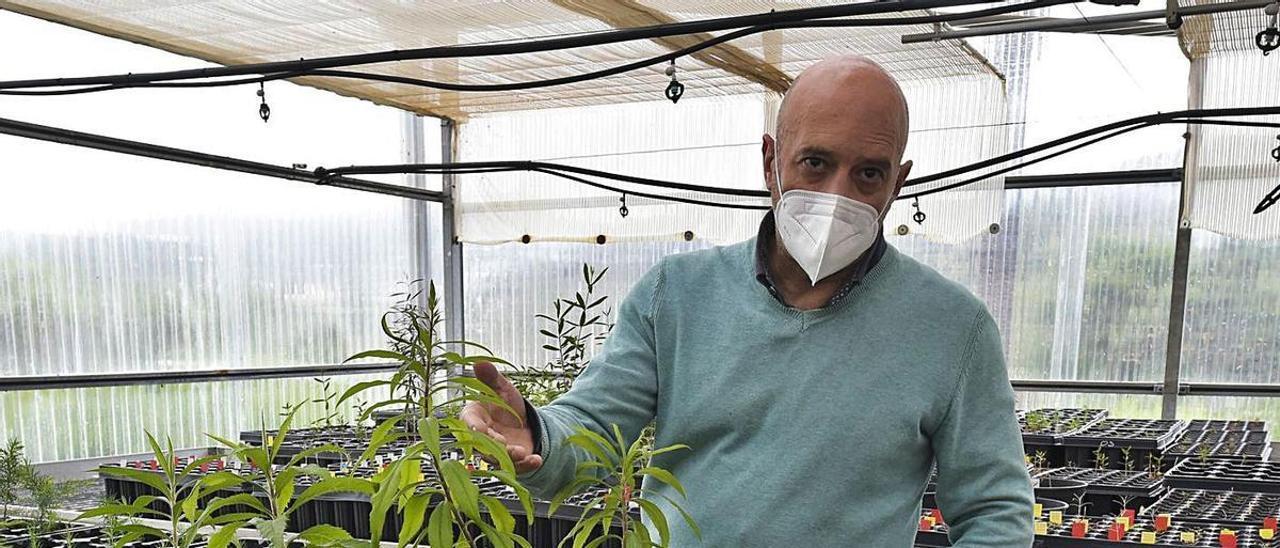 Juli Caujapé, la semana pasada, en un vivero de especies de cedro canario en las instalaciones del Jardín Canario.