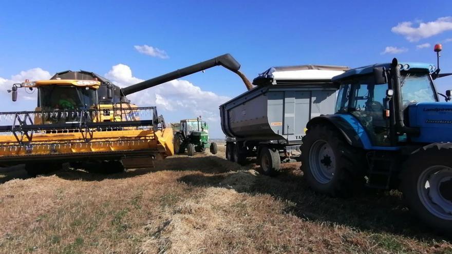 La cosechadora descarga el cereal en una parcela de Villamayor de Campos. | Cedida