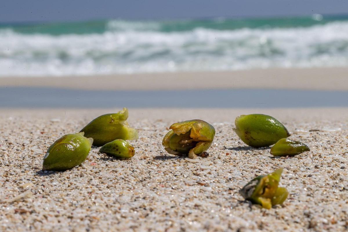 Frutos de posidonia en la arena de una playa mediterránea.