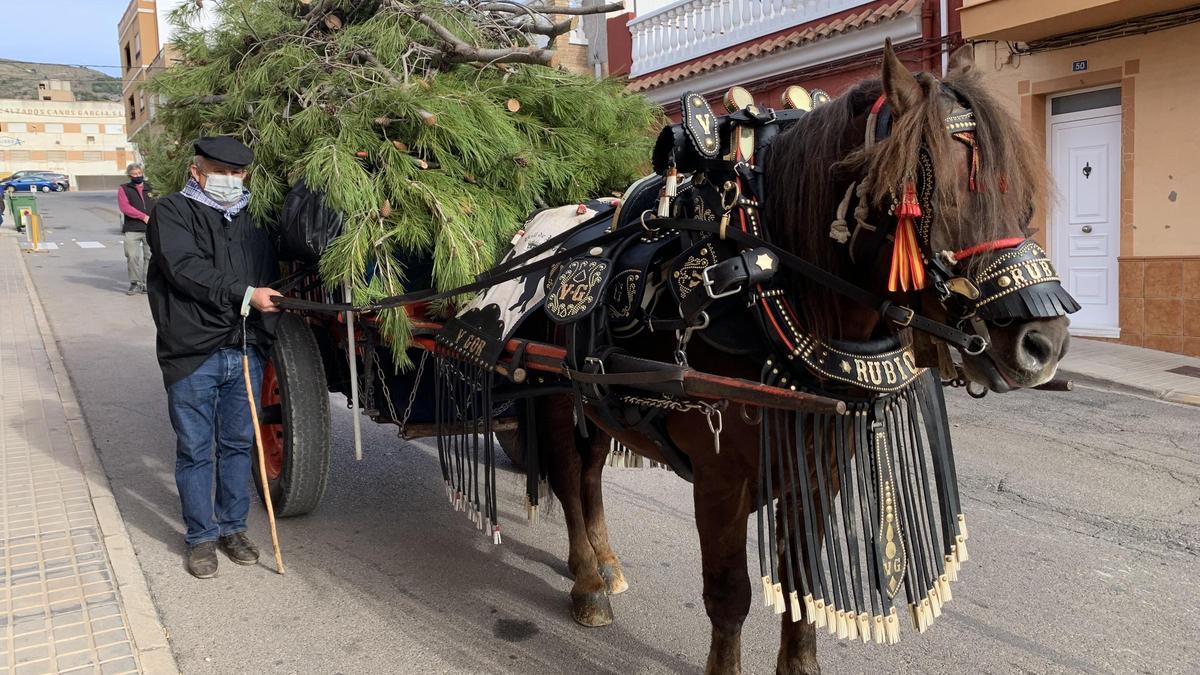 Uno de los dos carros que han participado en la &#039;Baixà del pi&#039; de la Vall.