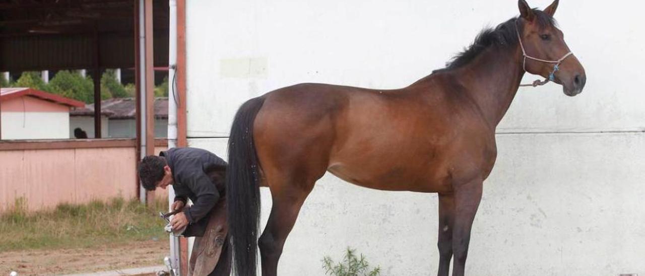 A la izquierda, un trabajador calza una herradura a un caballo. A la derecha, Ana Taboada con un caballo.