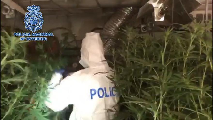 Plantación de marihuana descubierta tras un incendio en El Higuerón