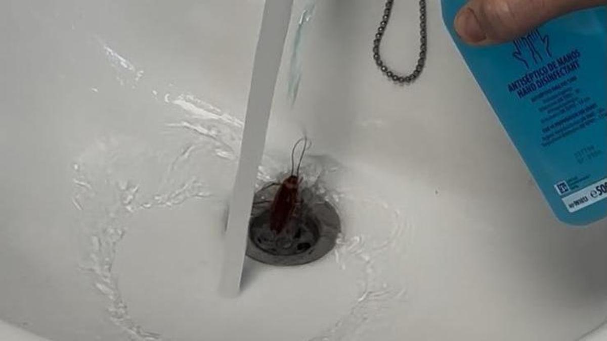 Cucaracha dentro del PAS de la Avenida del Cid