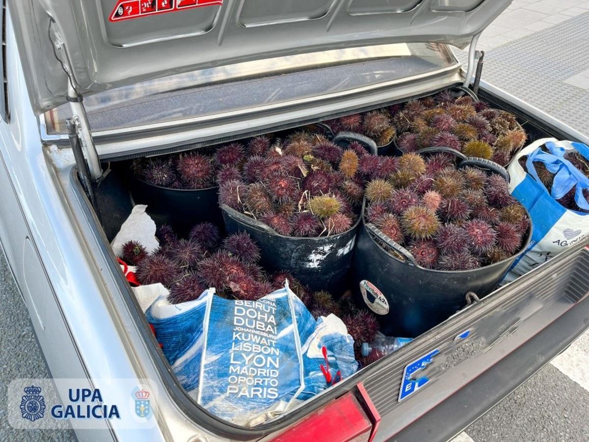 Cestos cargados de erizos, intervenidos en A Coruña.