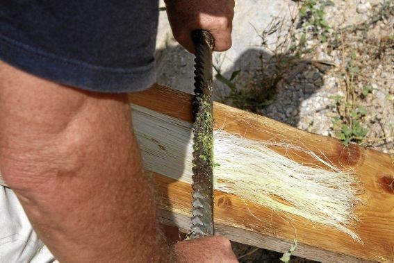 Wahre Handarbeit: Die Agavenblätter werden platt geklopft und mit einer Drahtbürste bearbeitet. Die Fasern werden danach erst getrocknet und dann wieder aufgeweicht, um Strick und Schlinge zu flechten.