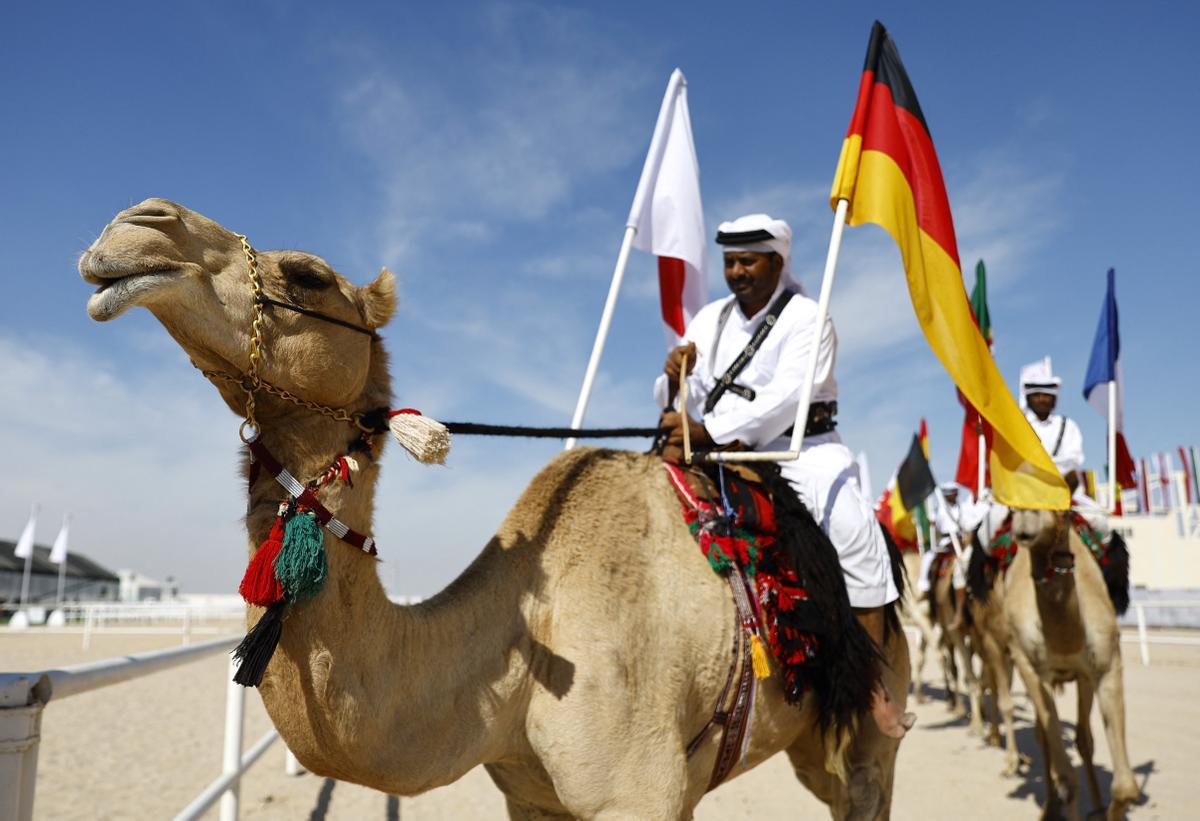 Concurso de belleza de camellos en Qatar