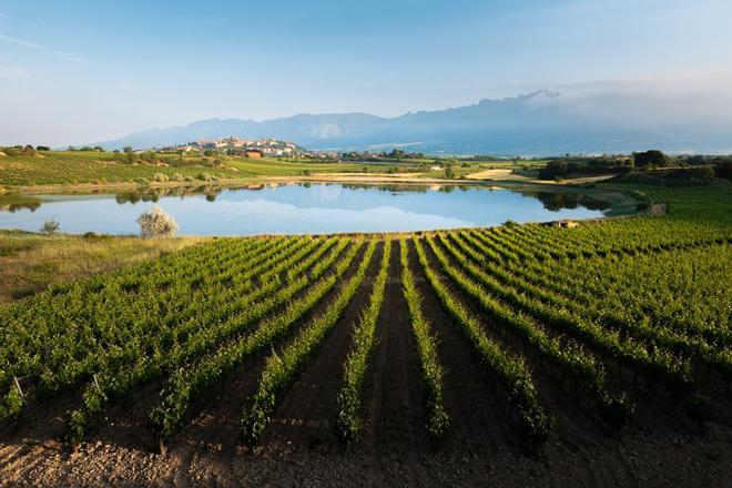 Viñedos con Laguardia de fondo, Rioja Alavesa