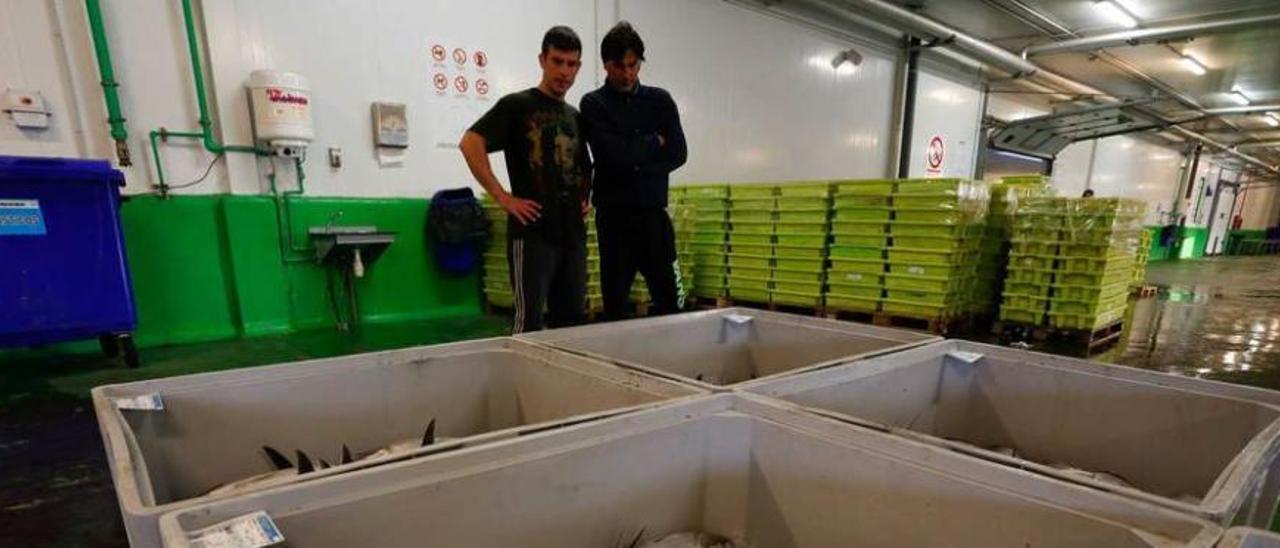 Bonito capturado por barcos asturianos, en la rula de Avilés.