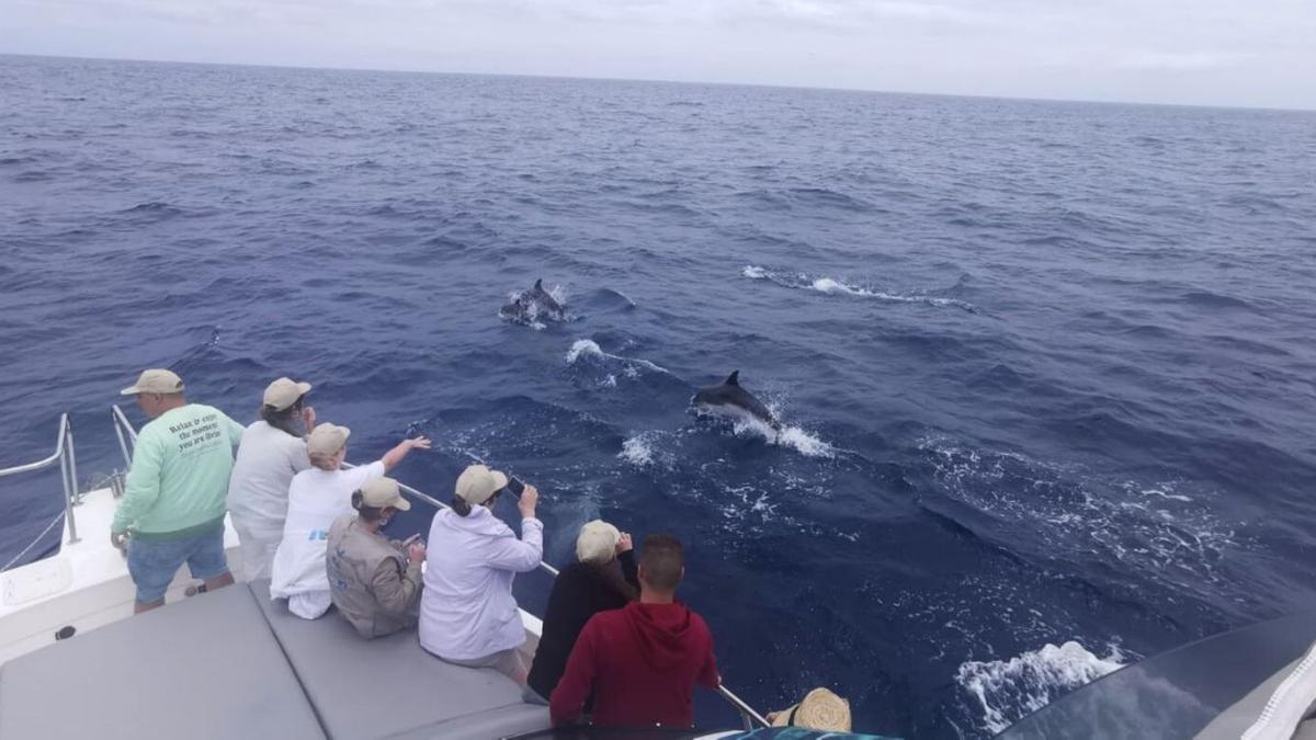 Avistamiento de cetáceos en aguas al norte de la isla majorera. | | LP/DLP