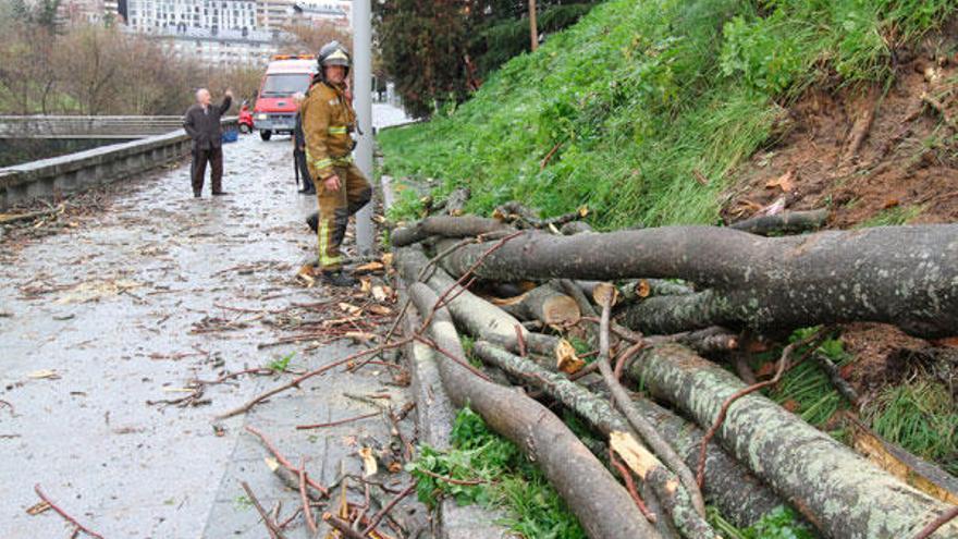 Árbol derribado por un temporal de viento en Ourense.