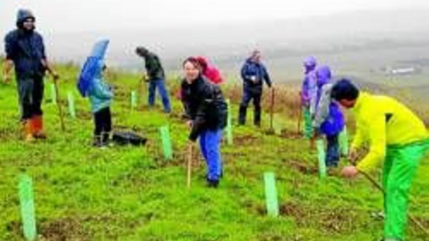 Plantan 500 árboles y arbustos en la Campiña