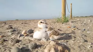 Zorros, gatos silvestres y cernícalos se ceban con el chorlitejo en las playas de l'Albufera