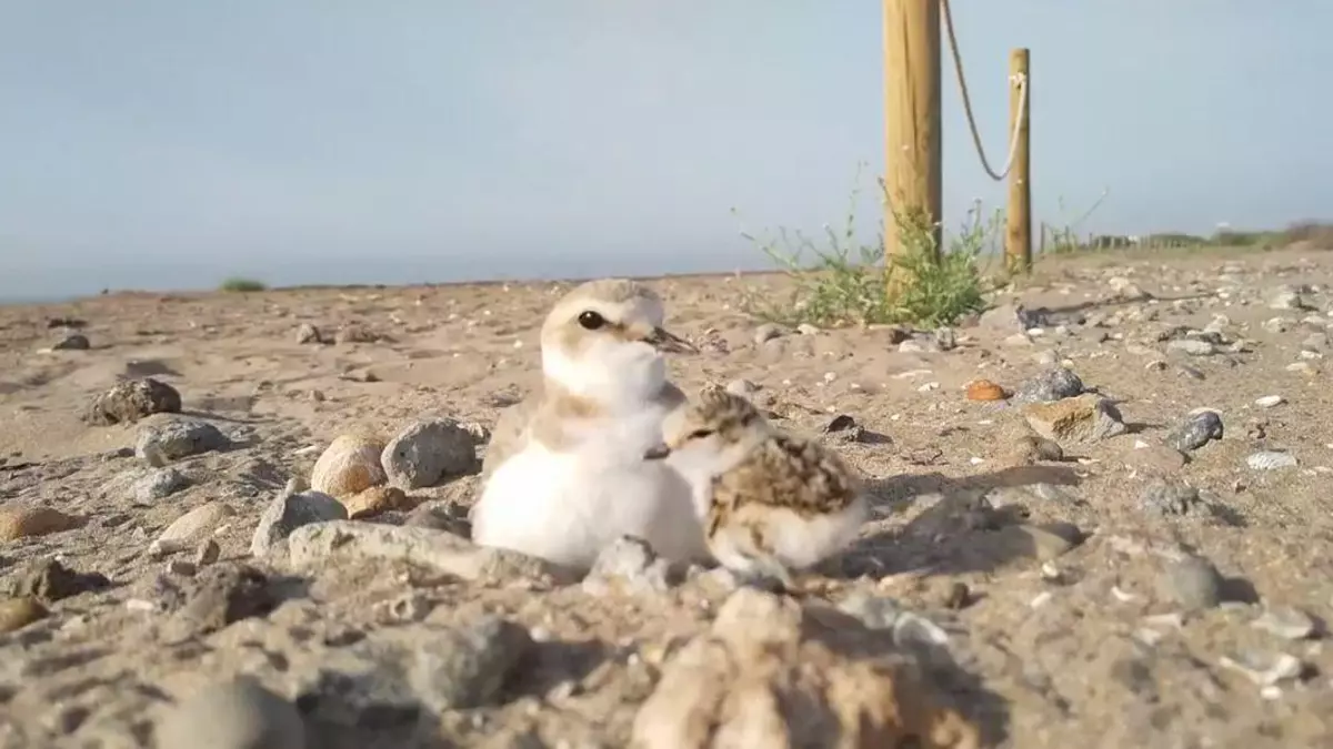 Zorros, gatos silvestres y cernícalos se ceban con el chorlitejo en las playas de l'Albufera