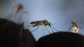 Plaga de mosquitos en Barcelona y resto de Catalunya: variedades y cómo evitarlos