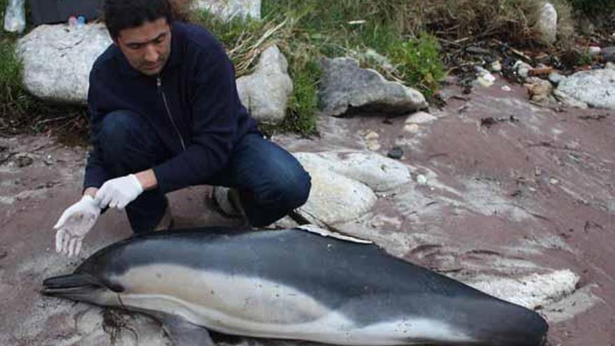 El biólogo Alfredo López analiza uno de los ejemplares varados en una playa de Nigrán