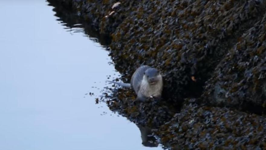 La nutria grabada en el entorno del puente de As Correntes comiéndose un pez. // Ecoloxía Azul