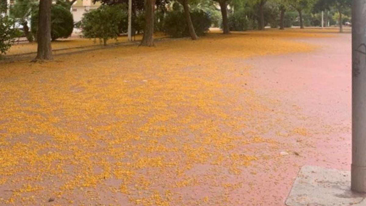 Aspecto esta semana de la plaza Padre Jaime. | LEVANTE-EMV