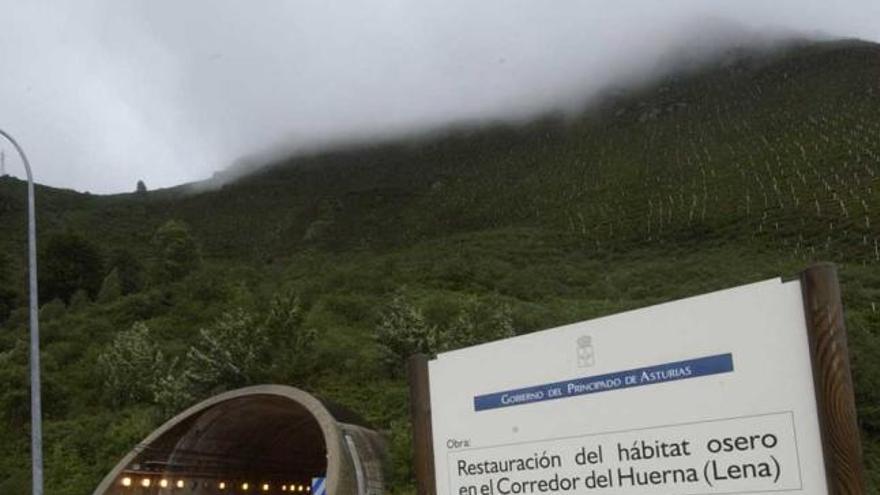 El Huerna, zona de paso de los osos, cuyo número va en aumento.