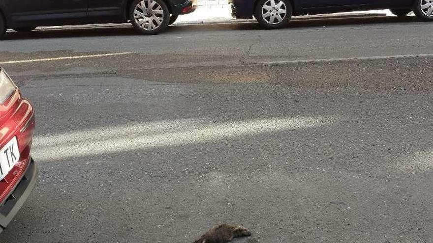 Una rata muerta en la calle.