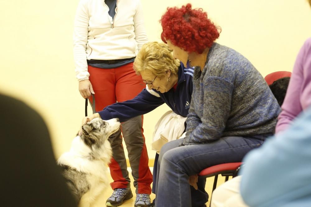 Taller de terapia con perros en el centro de mayores de Las Meanas, Avilés