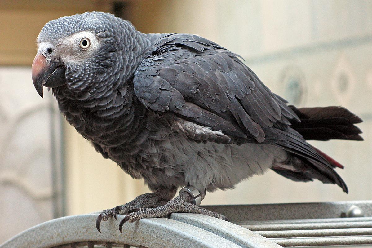 Los loros son animales con sorprendentes cualidades