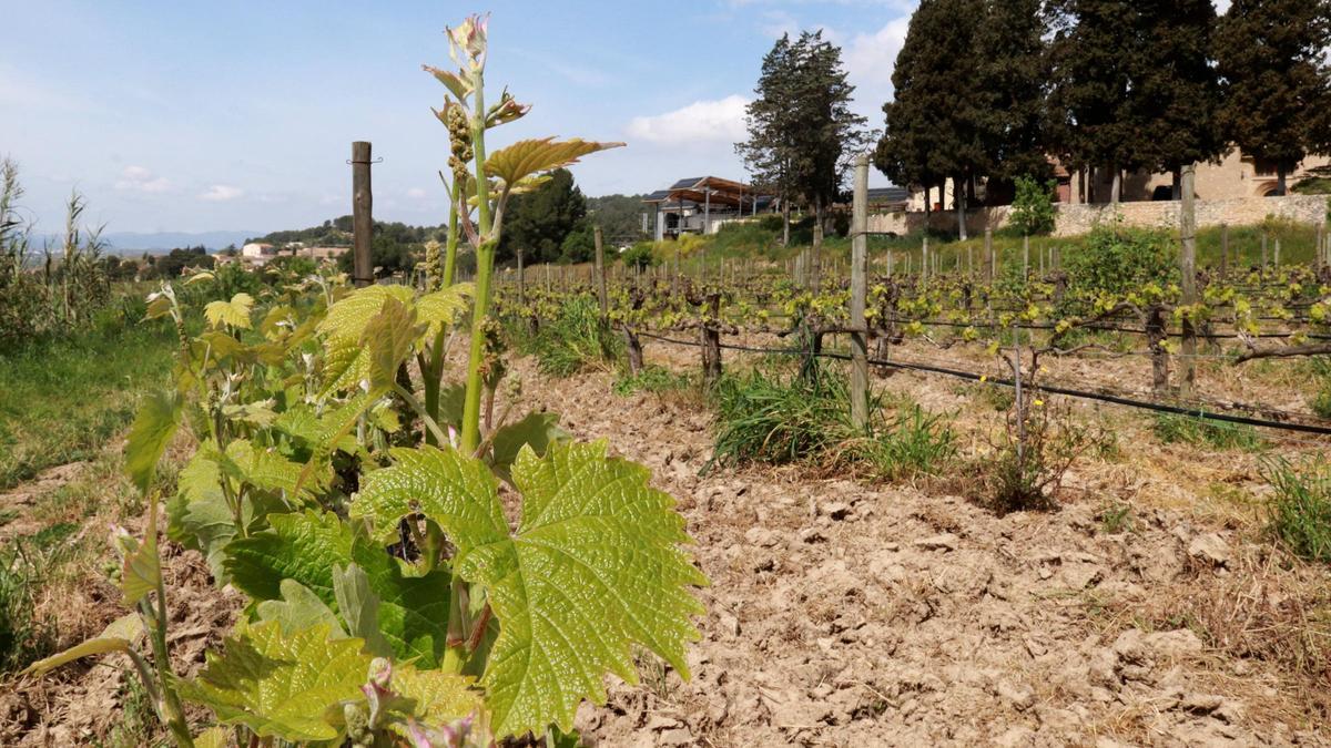 Detall de raïm brotant en una vinya ecològica