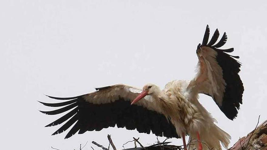 El macho aletea sobre la cigüeña en el nido de Revellinos.