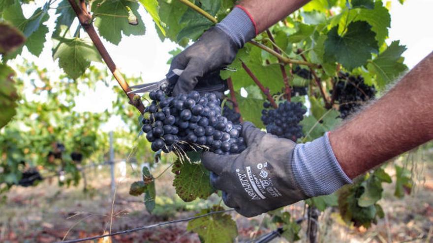 Vendimia en una finca tinerfeña.