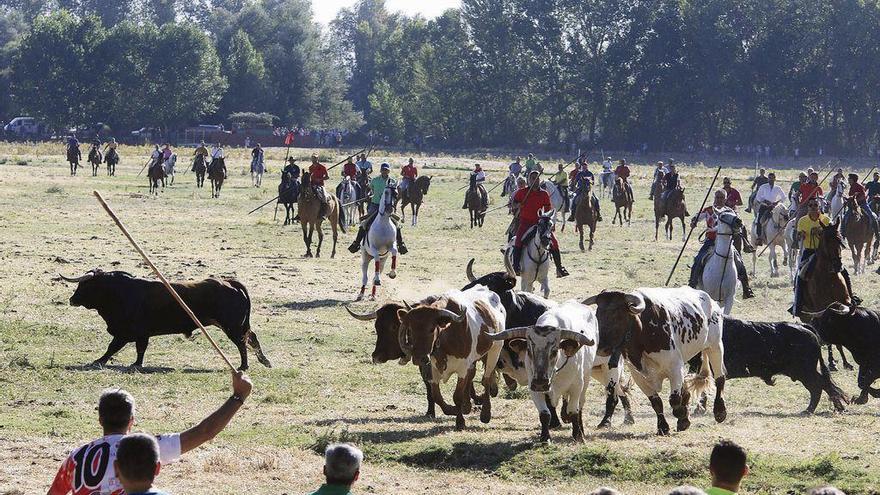 Los caballistas dirigen los astados en un encierro de las fiestas de San Roque de Villamor de los Escuderos.