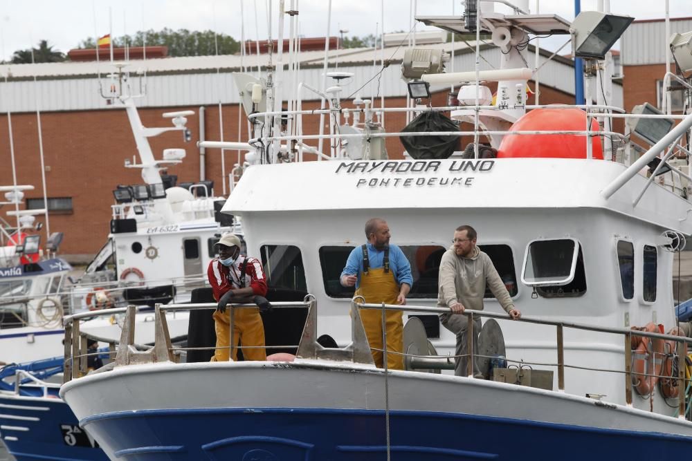 Descarga de bocarte en la Lonja de Gijón