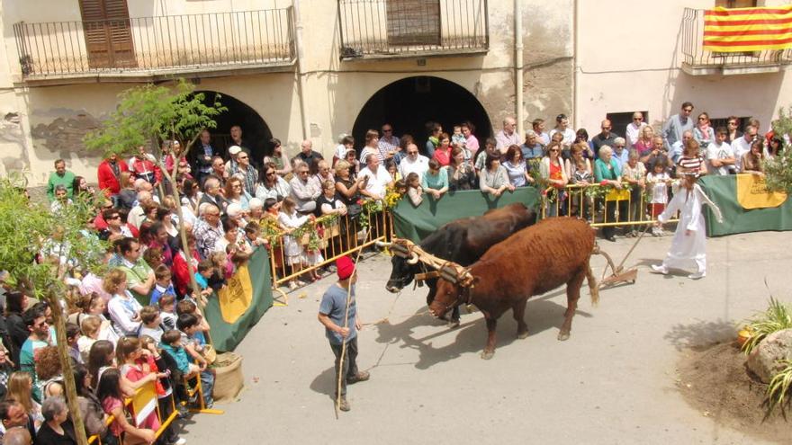 La sembra de pinyons és un dels actes més arrelats