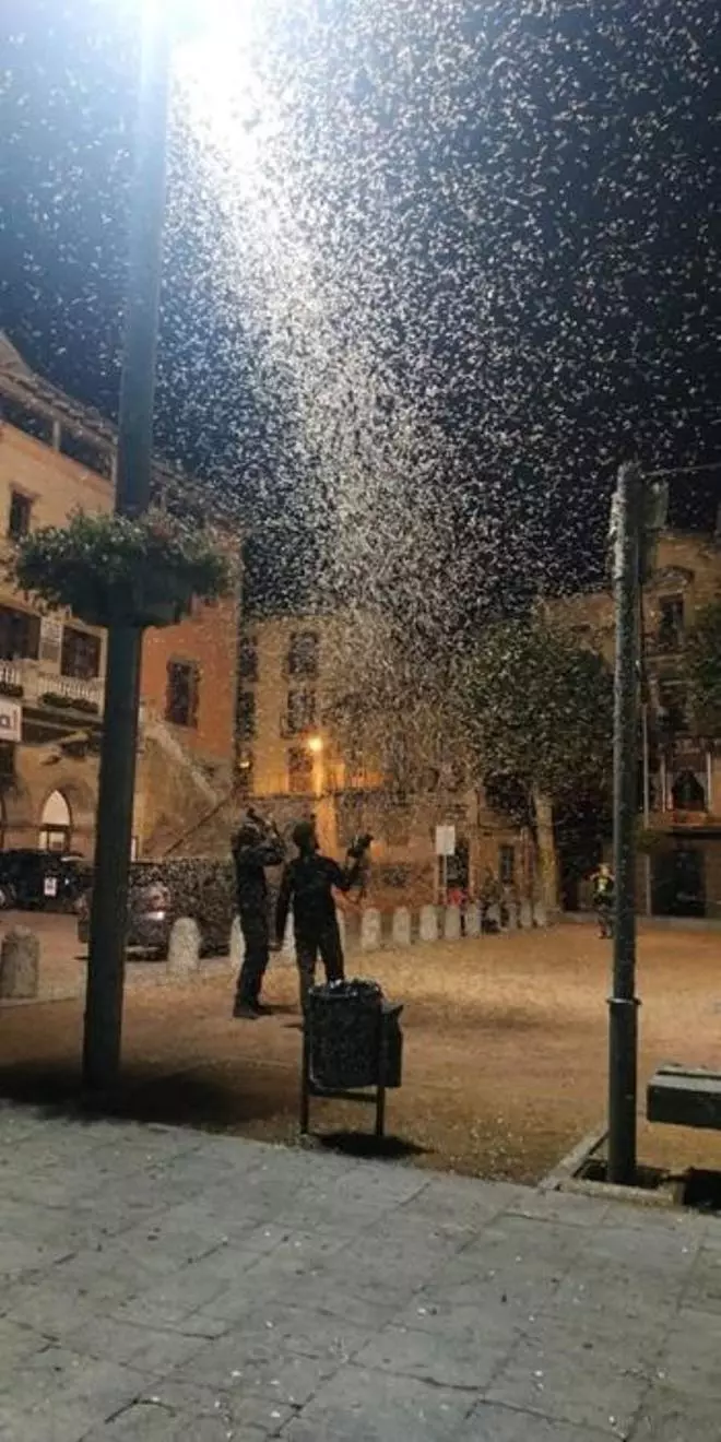 Plaga de papallones del boix a Ripoll