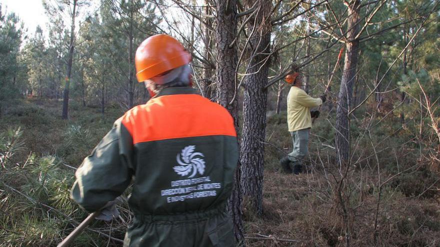 Ourense incrementó un 40% la facturación por venta de madera