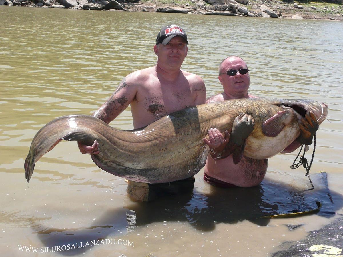 Un siluro pescado en el Ebro