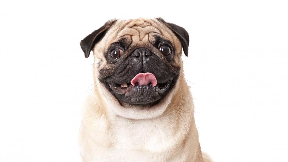 Mascotas: Las cinco razas de perro más nerviosas y que más destrozos pueden  ocasionar