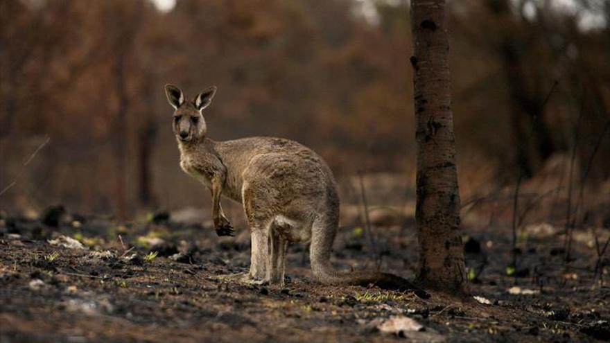 Un infierno en Australia