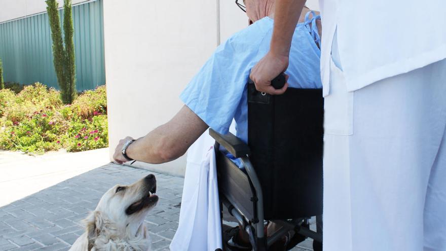 Perros y gatos podrán visitar a pacientes ingresados en el Hospital de Torrevieja