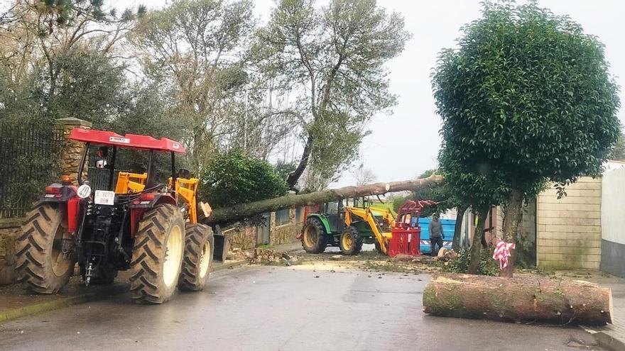 Los vientos asociados a Oriana tiran dos grandes pinos en el parque El Tejar de Monesterio