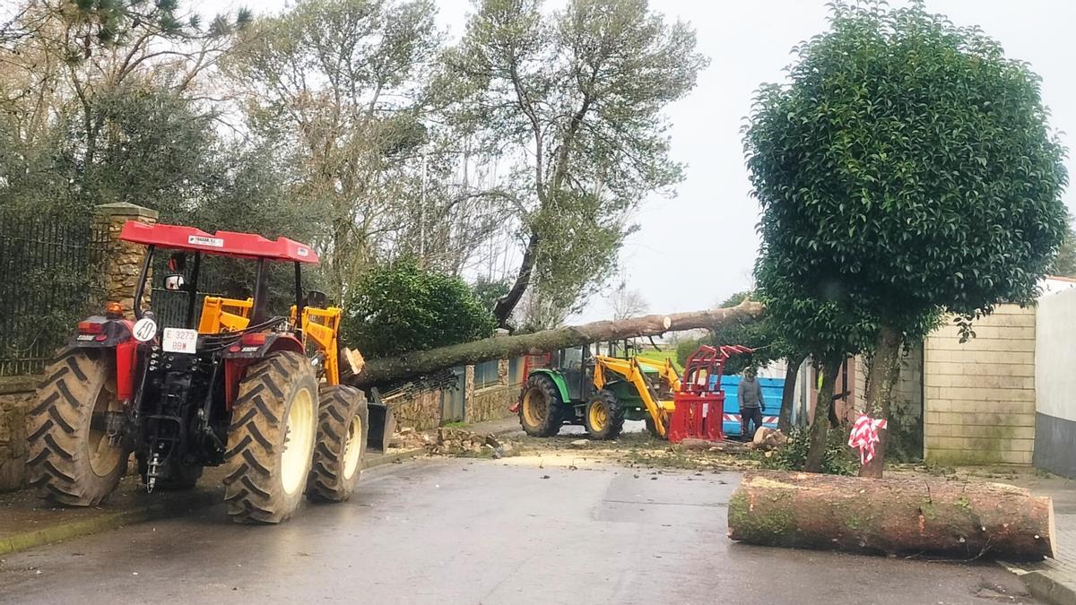 Retirada de los pinos caídos por efecto del viento
