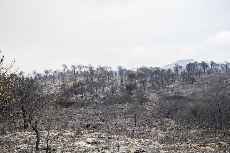 El paraje de El Surar, arrasado por el incendio