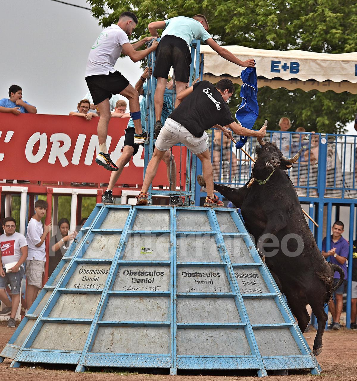 Bous a Les Alqueries 2025