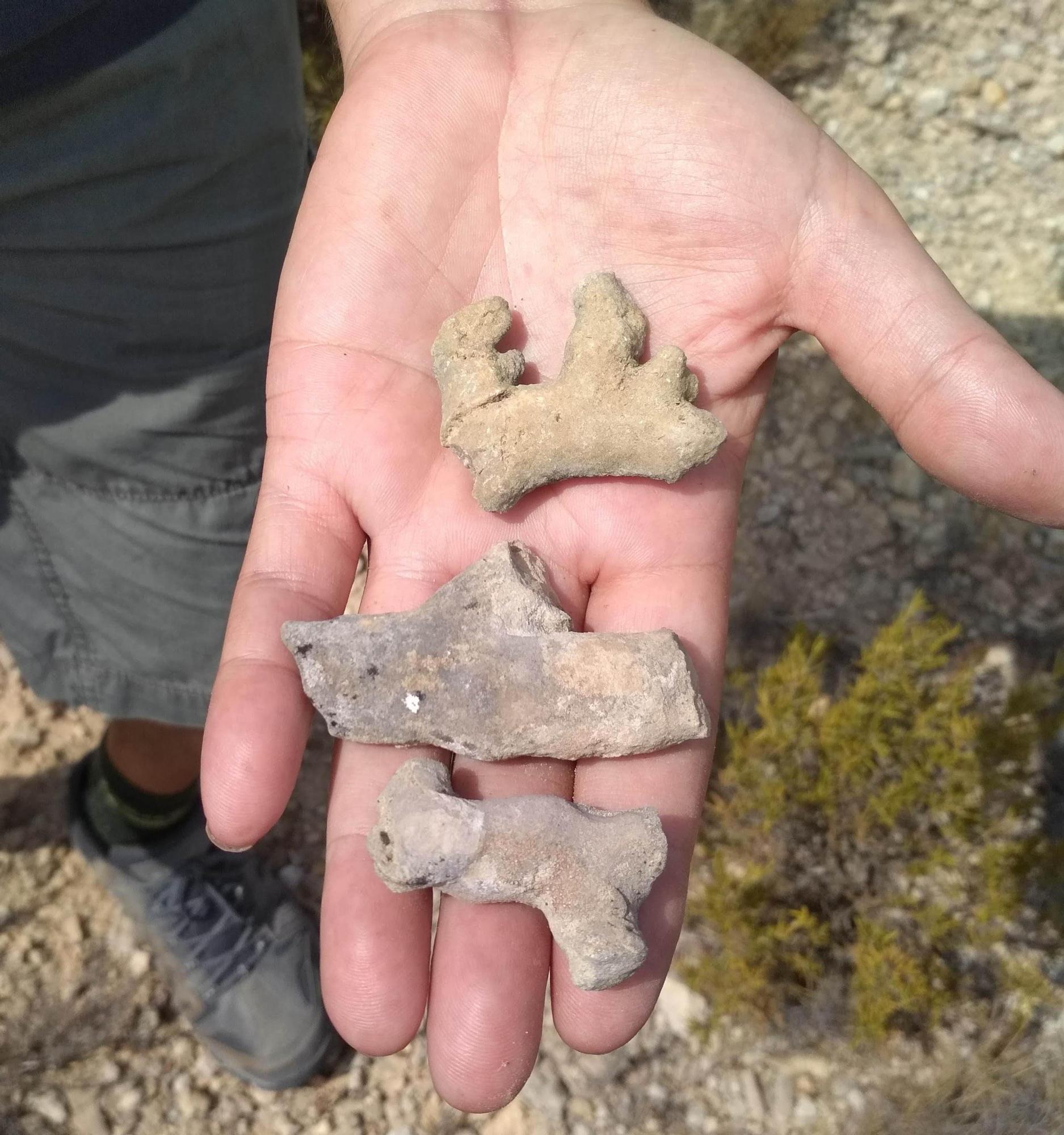 Fragmentos del coral fosilizado encontrado en Elda.