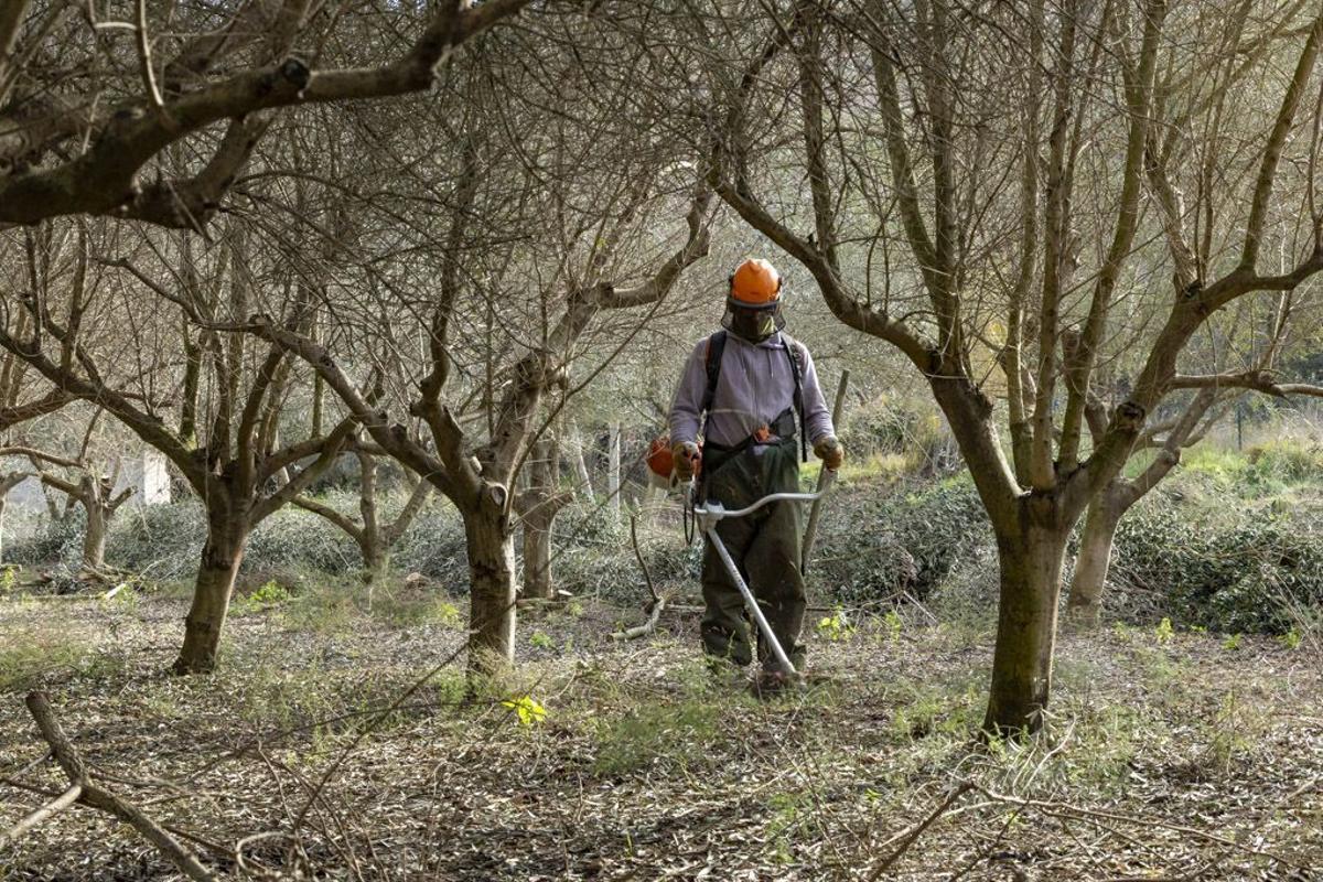 BCN produeix oli amb oliveres recuperades a Collserola