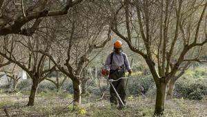 BCN produeix oli amb oliveres recuperades a Collserola